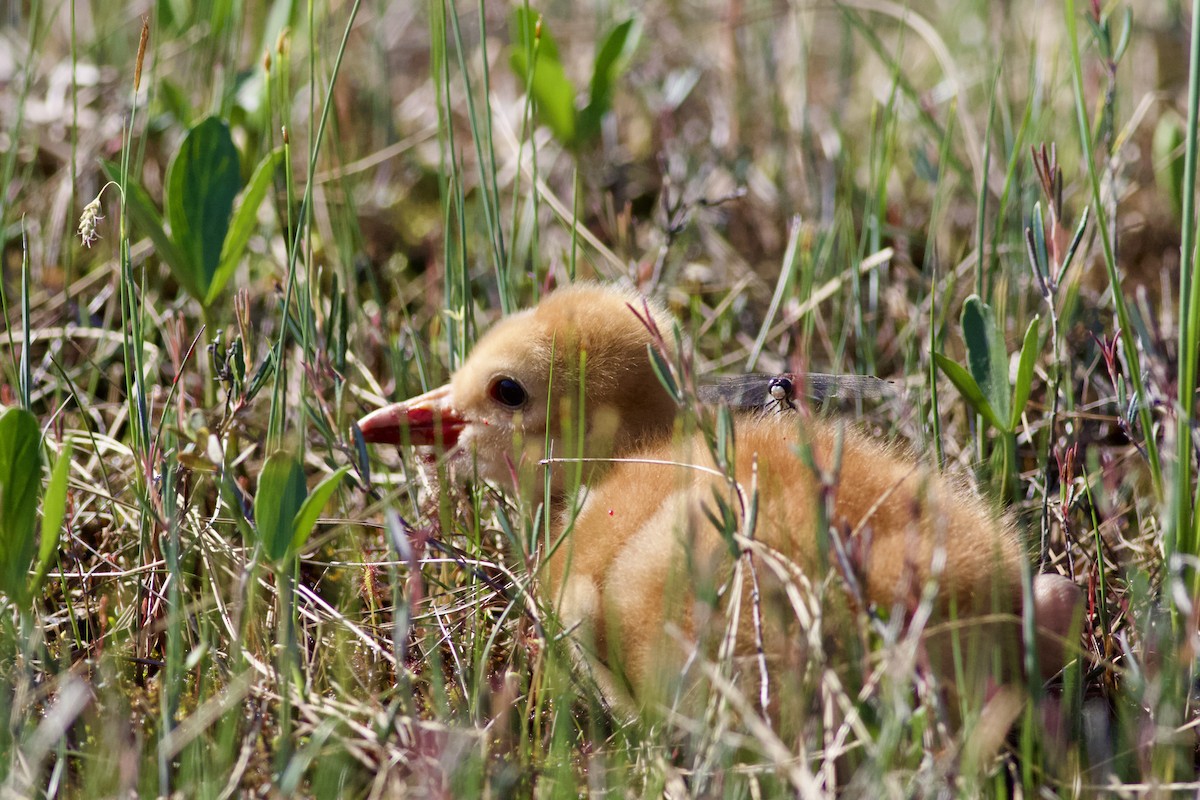 Sandhill Crane - ML592021901