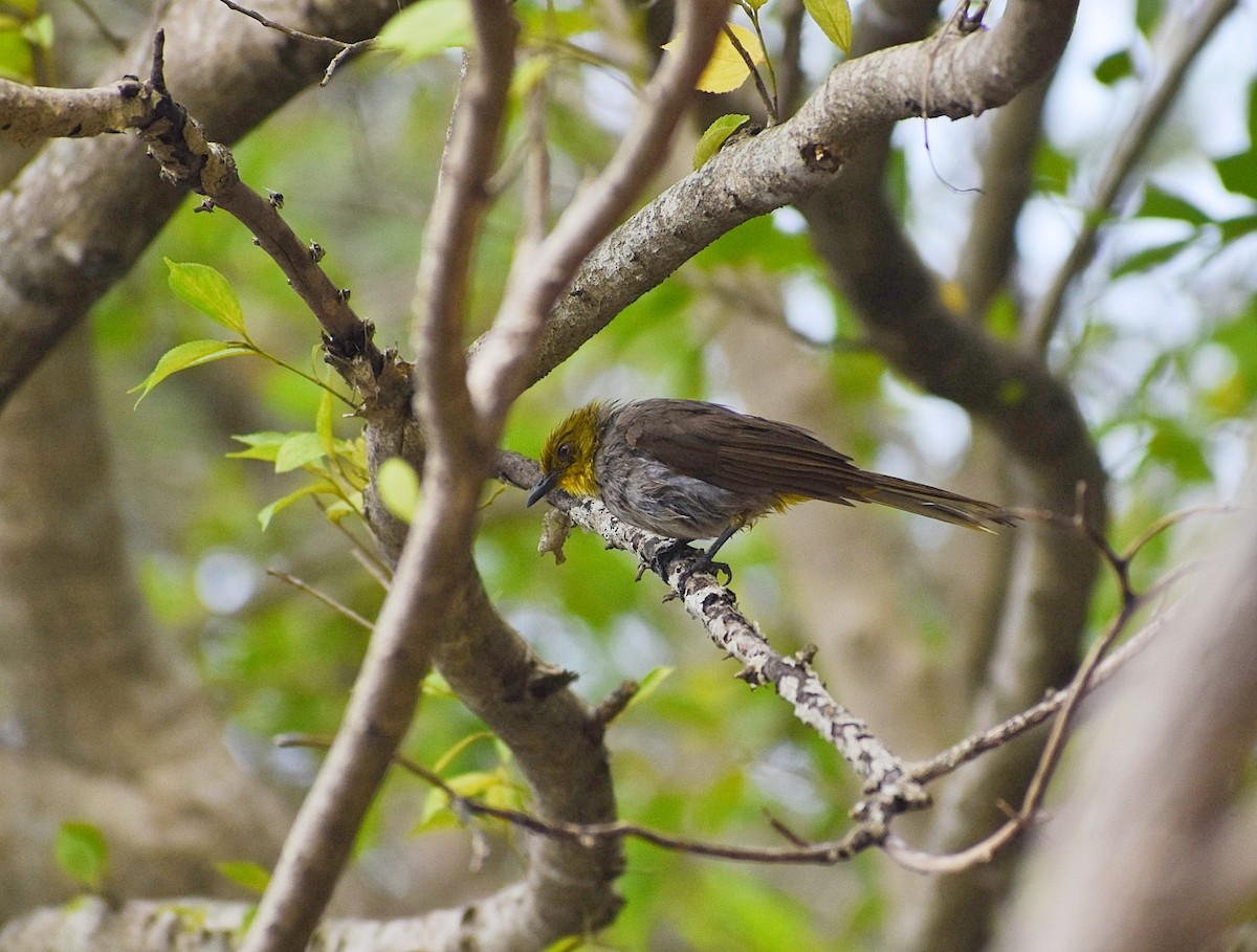 Bulbul à menton jaune - ML592022291