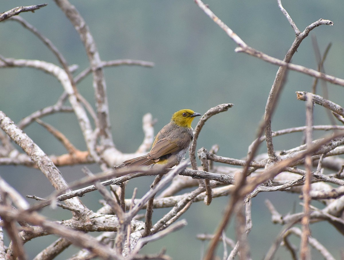 Yellow-throated Bulbul - ML592022411