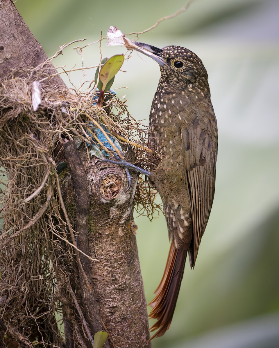 Olive-backed Woodcreeper - ML592022511