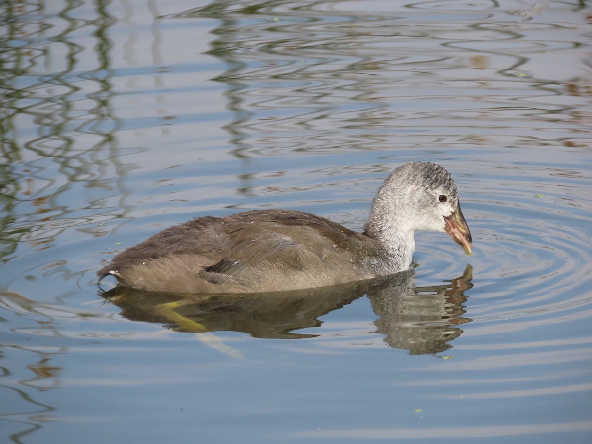 American Coot - Heather Cuthill