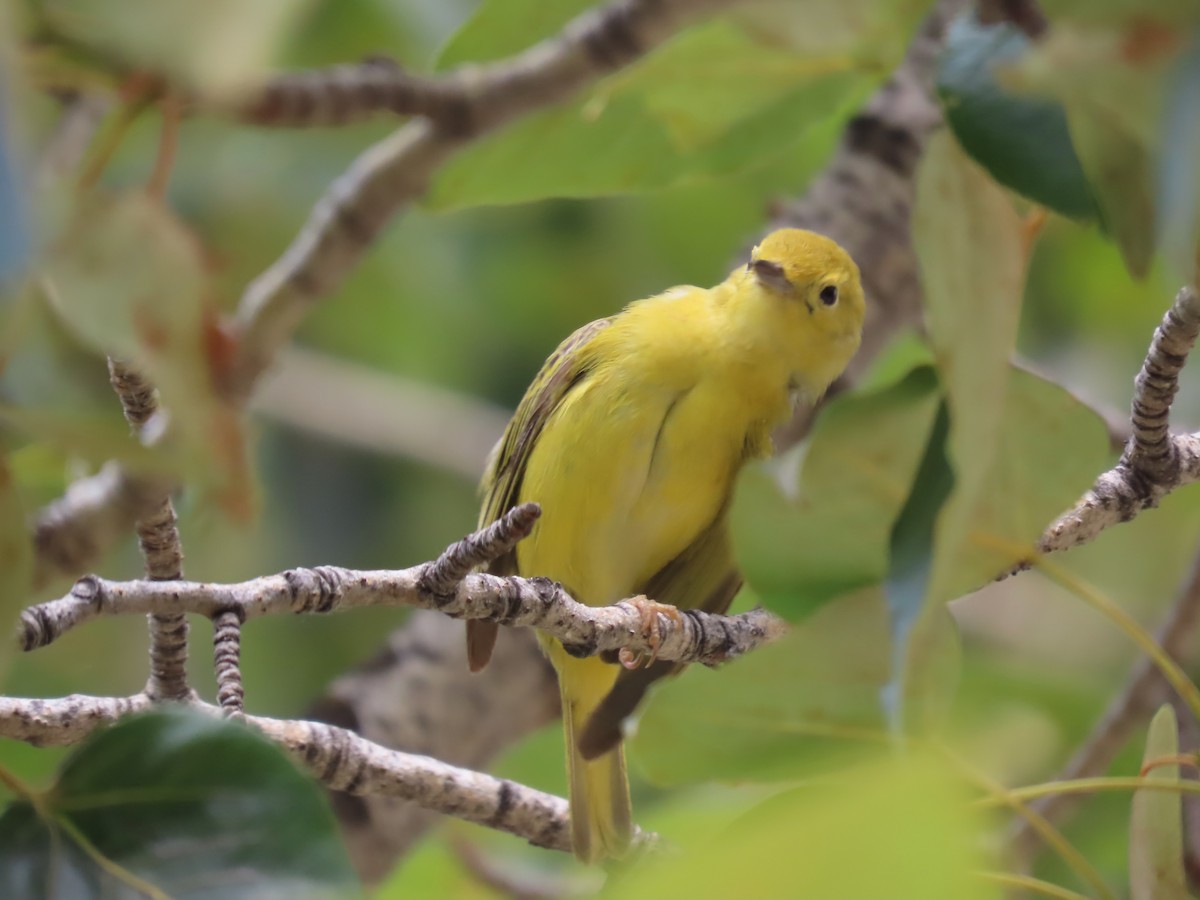 Yellow Warbler - ML592023941