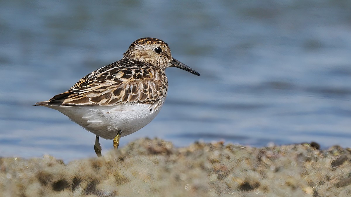 Least Sandpiper - ML592026741