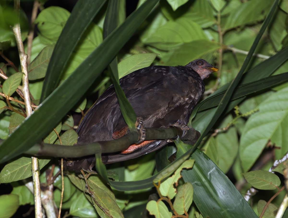 Biak Megapode - ML592027581