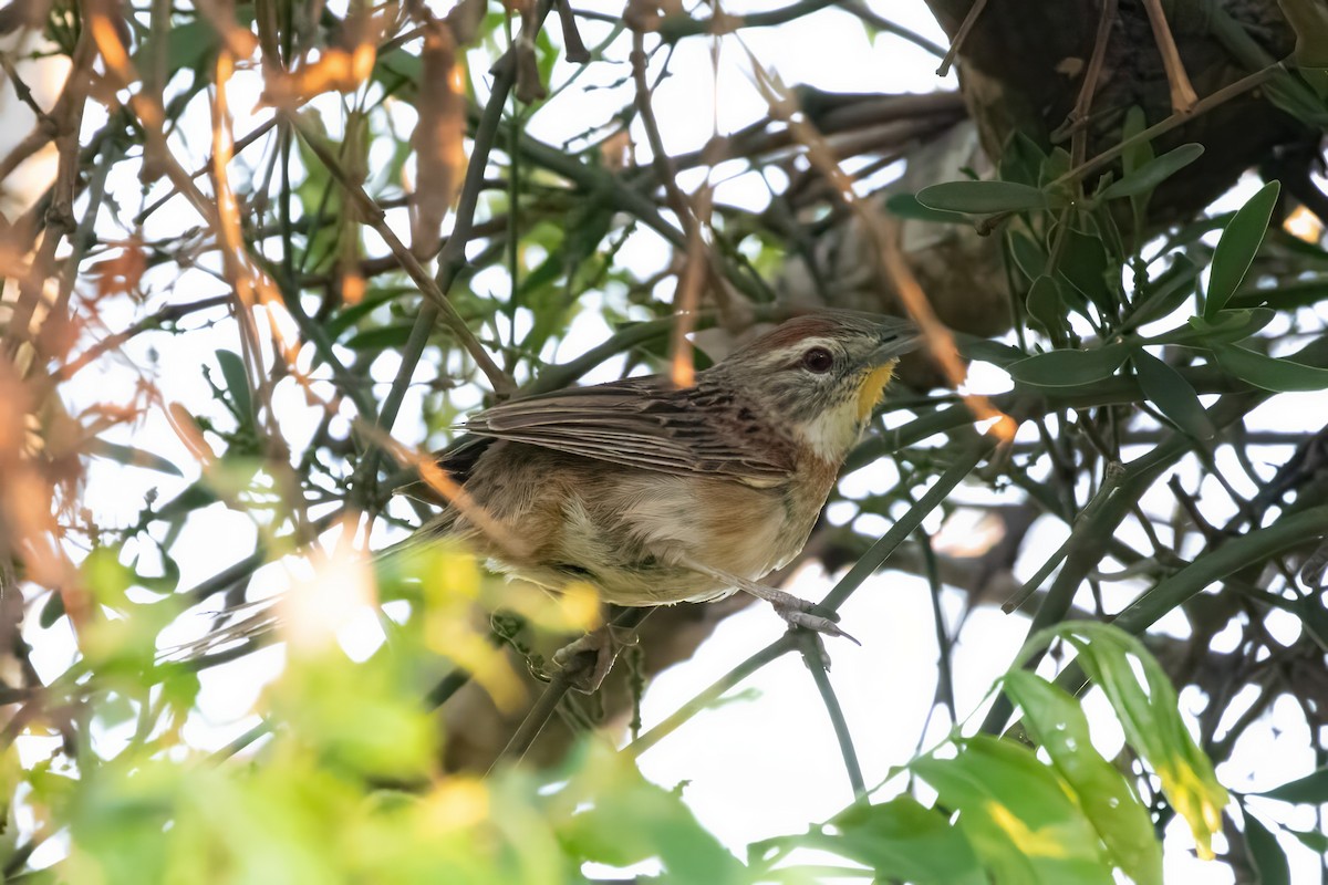 Chotoy Spinetail - Jodi Boe