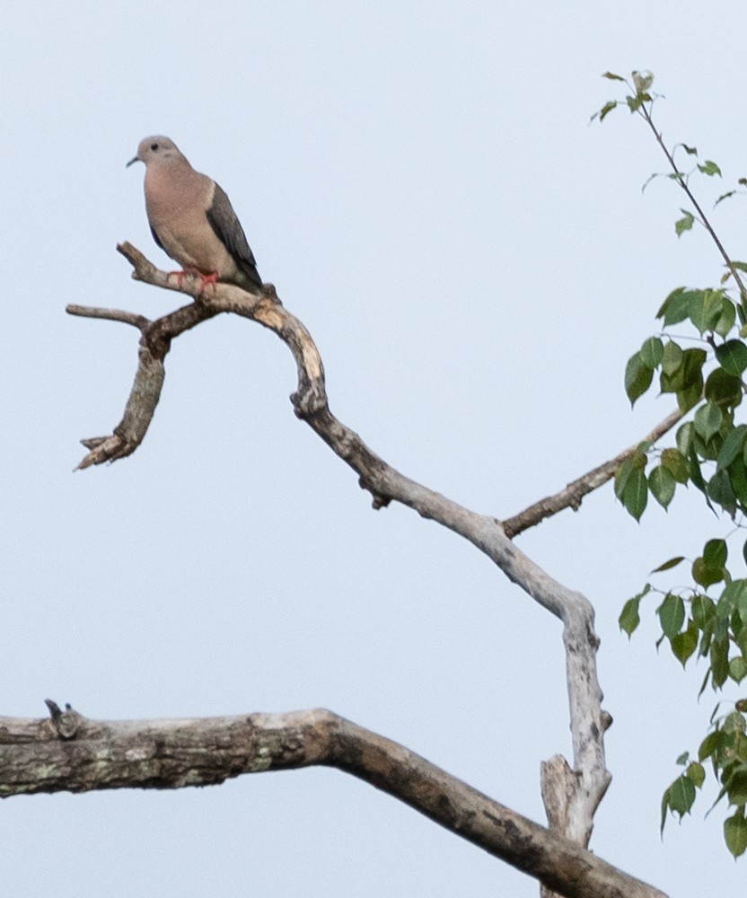 Eared Dove - ML592028191