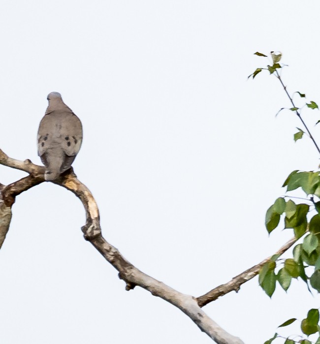 Eared Dove - ML592028241