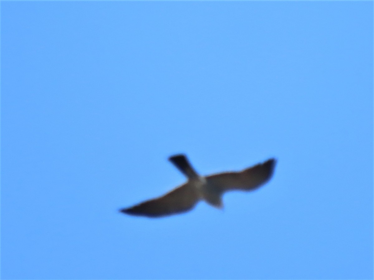 Mississippi Kite - ML592029341