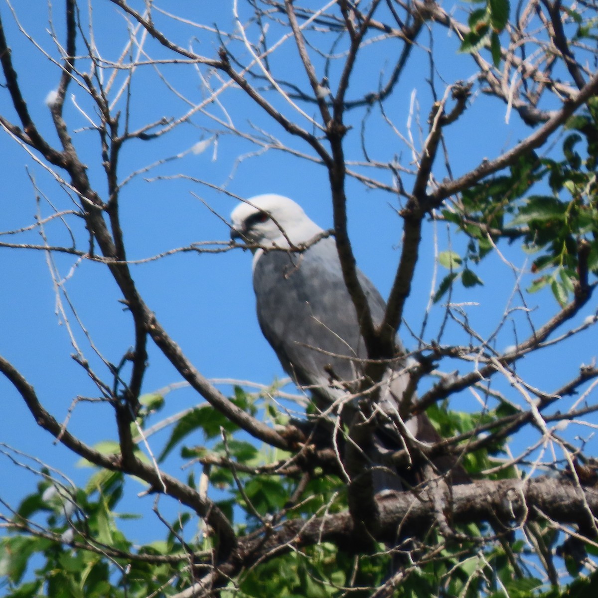 Mississippi Kite - ML592029361