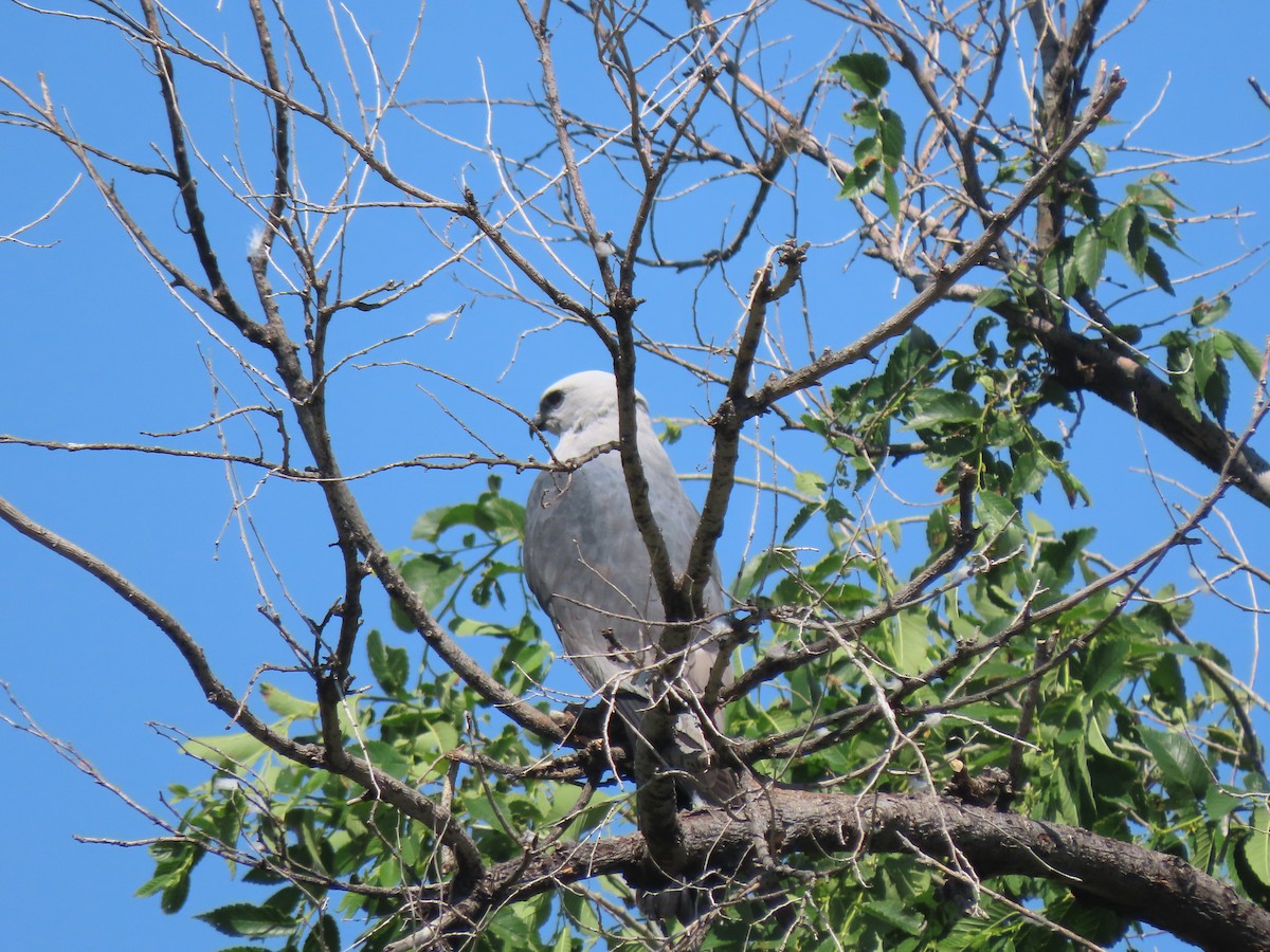 Mississippi Kite - ML592029391