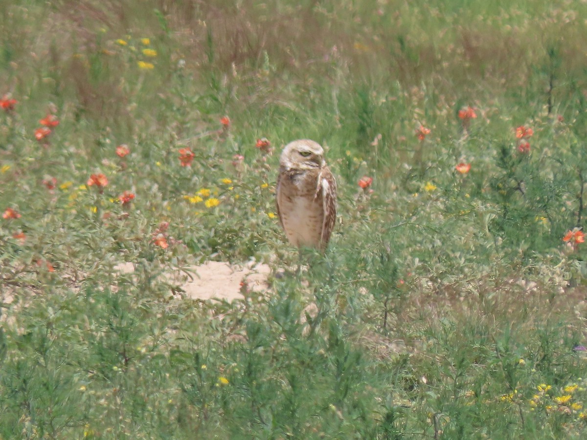 Burrowing Owl - ML592029871