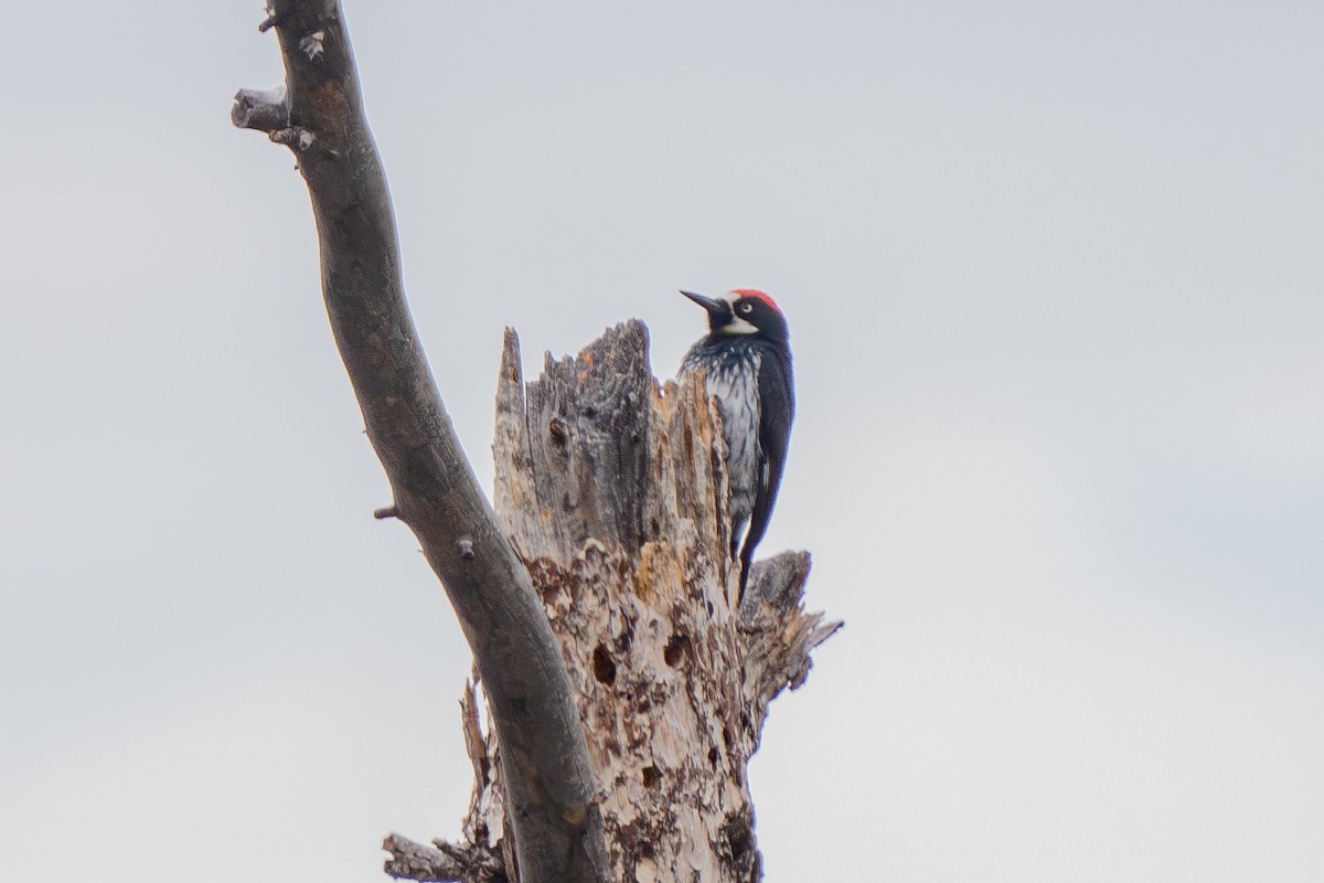 Acorn Woodpecker - ML592030761