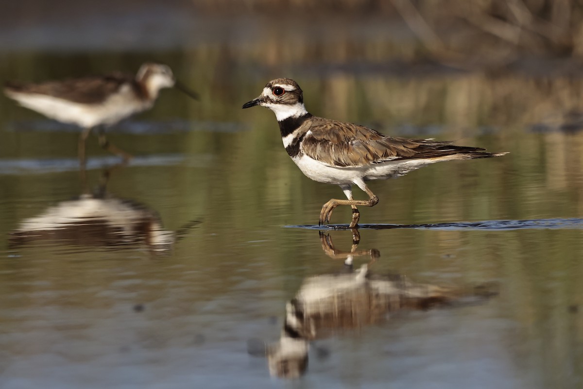 Killdeer - Jameson Hawkins-Kimmel