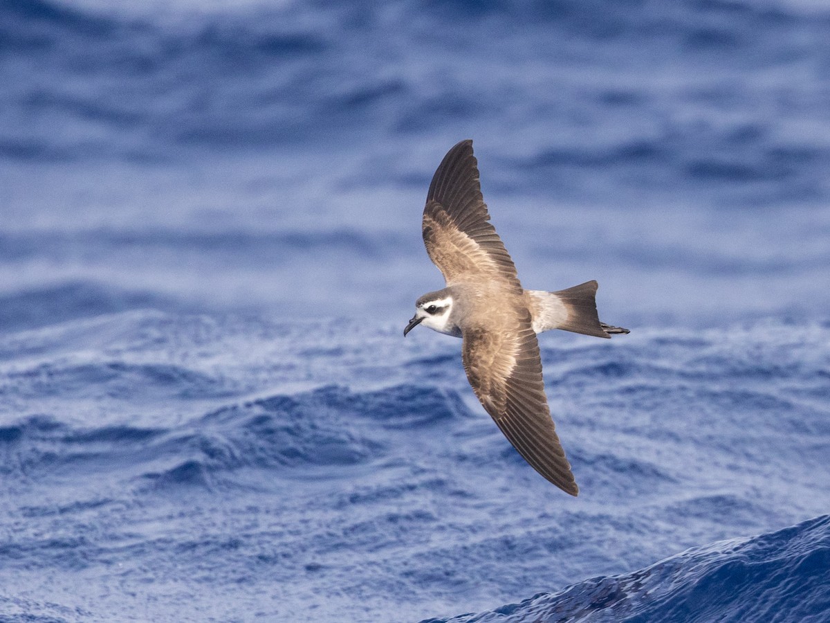 White-faced Storm-Petrel - ML592032481