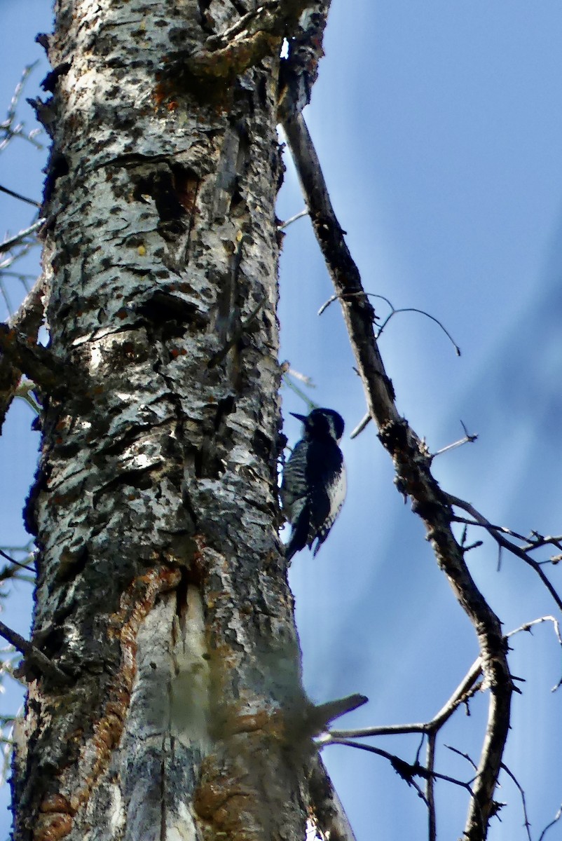 American Three-toed Woodpecker (Rocky Mts.) - ML592033811