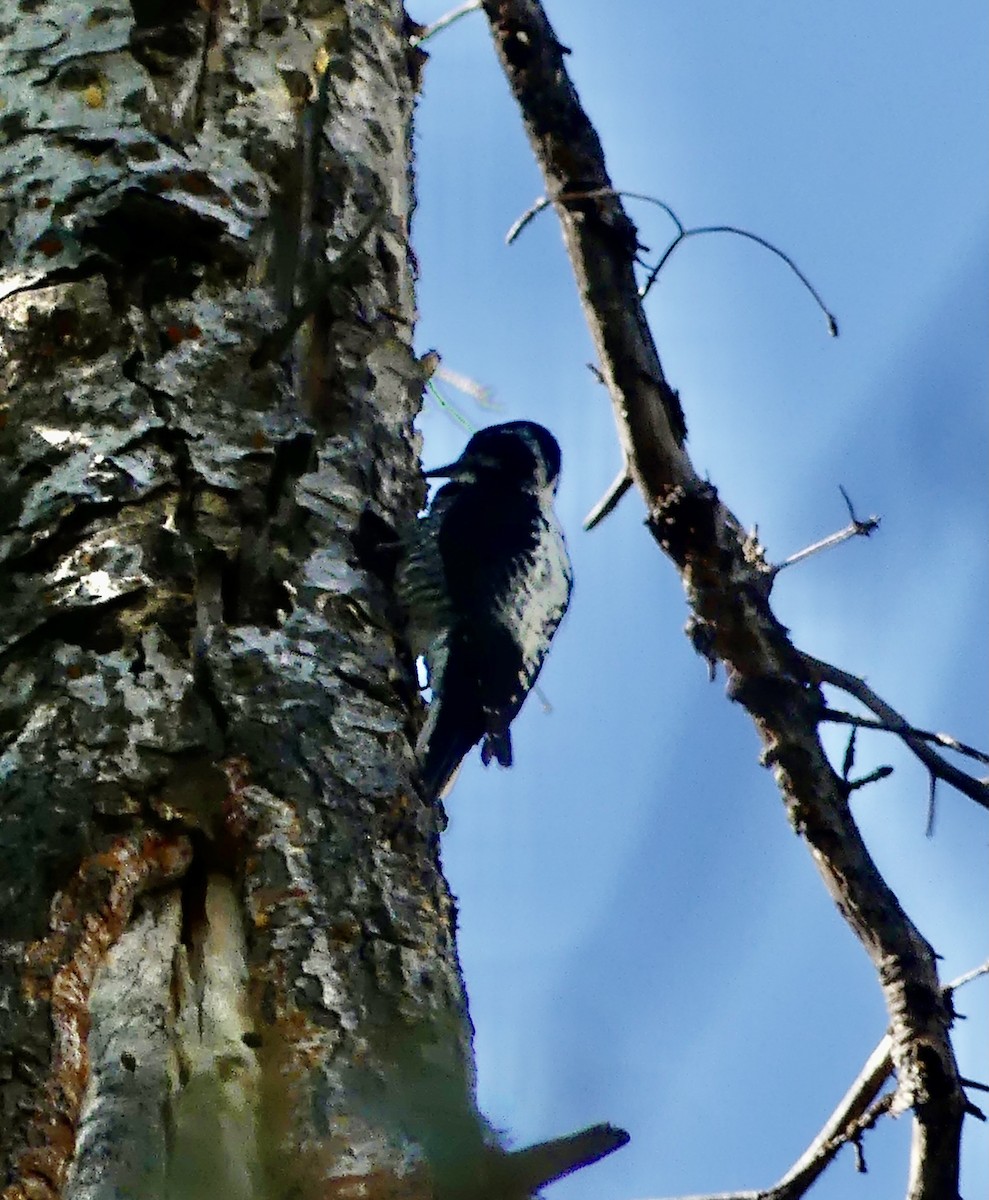 American Three-toed Woodpecker (Rocky Mts.) - ML592033821