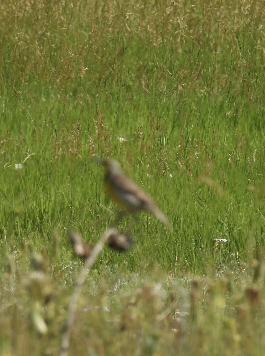 Western Meadowlark - ML592034001