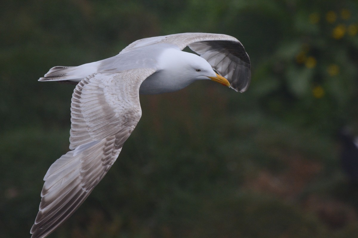 gull sp. - ML592034111