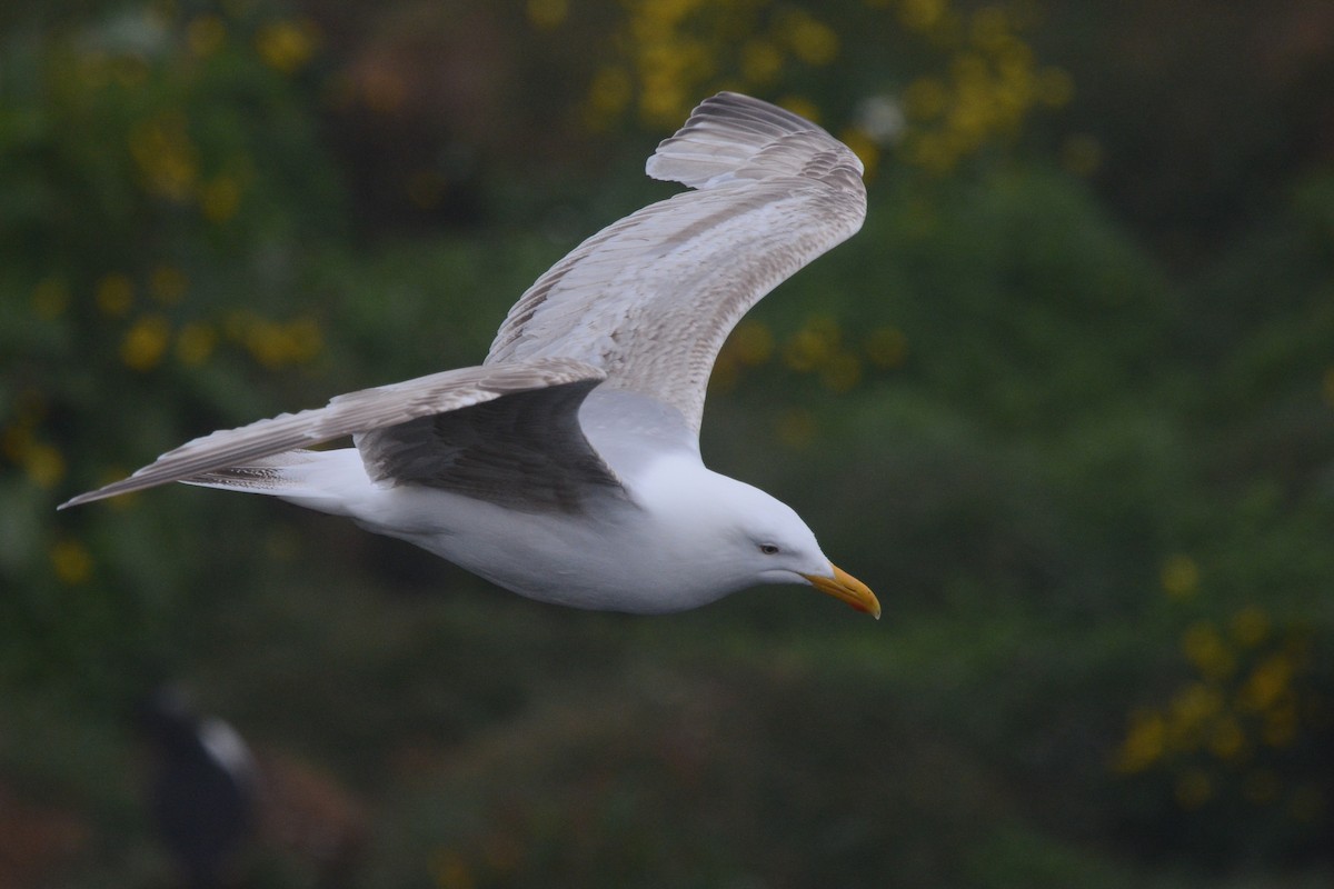 Gaviota/Gavión sp. - ML592034121