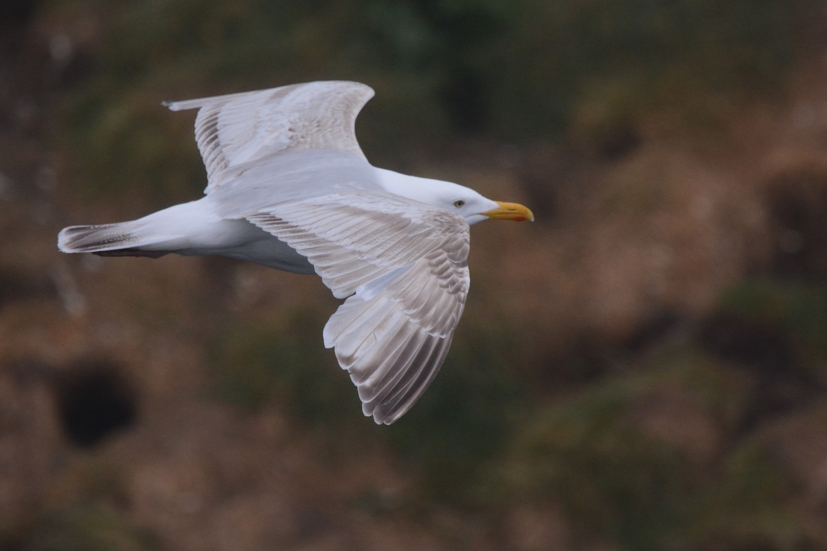 goéland ou mouette sp. - ML592034141