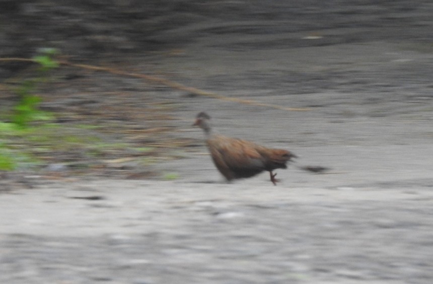 Red Spurfowl - ML592034321