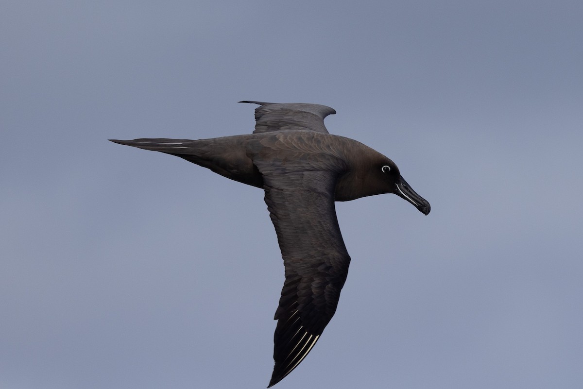 Sooty Albatross - ML592034431