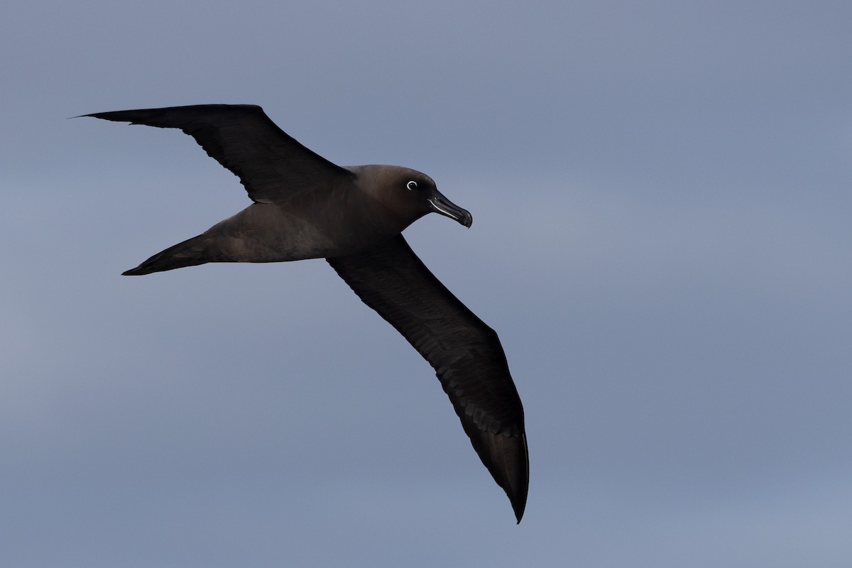 Sooty Albatross - ML592034441