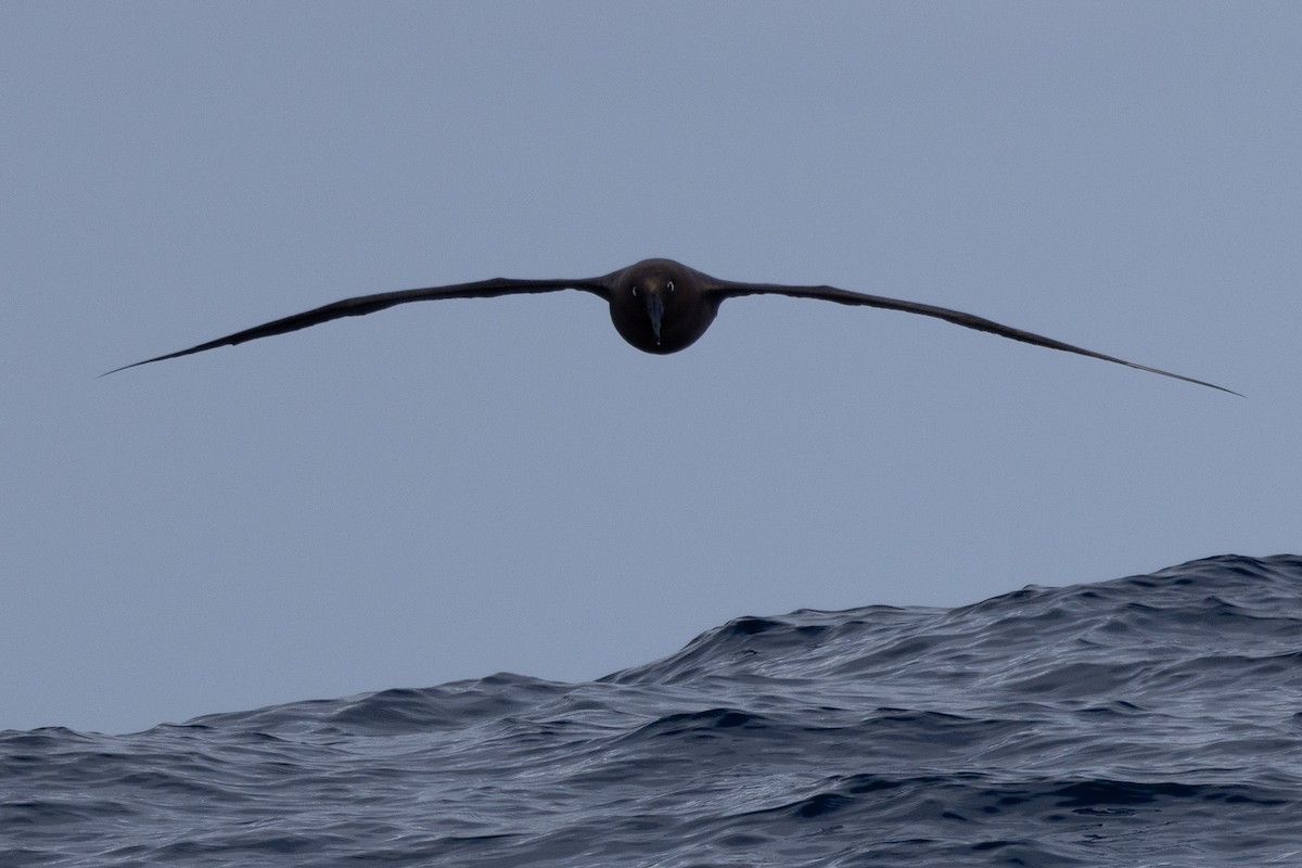 Sooty Albatross - ML592034471