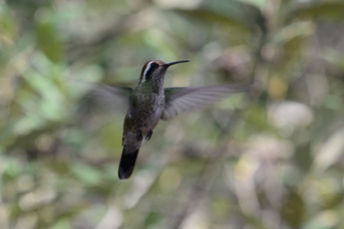 White-eared Hummingbird - Beth McBroom