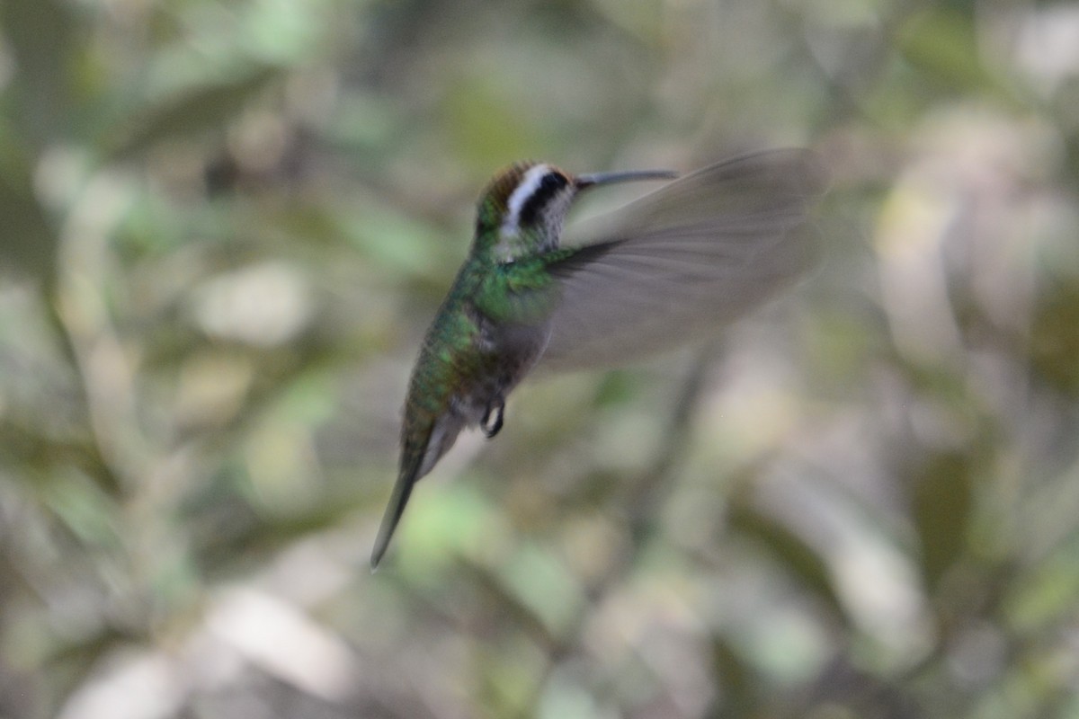 Colibrí Orejiblanco - ML592035041