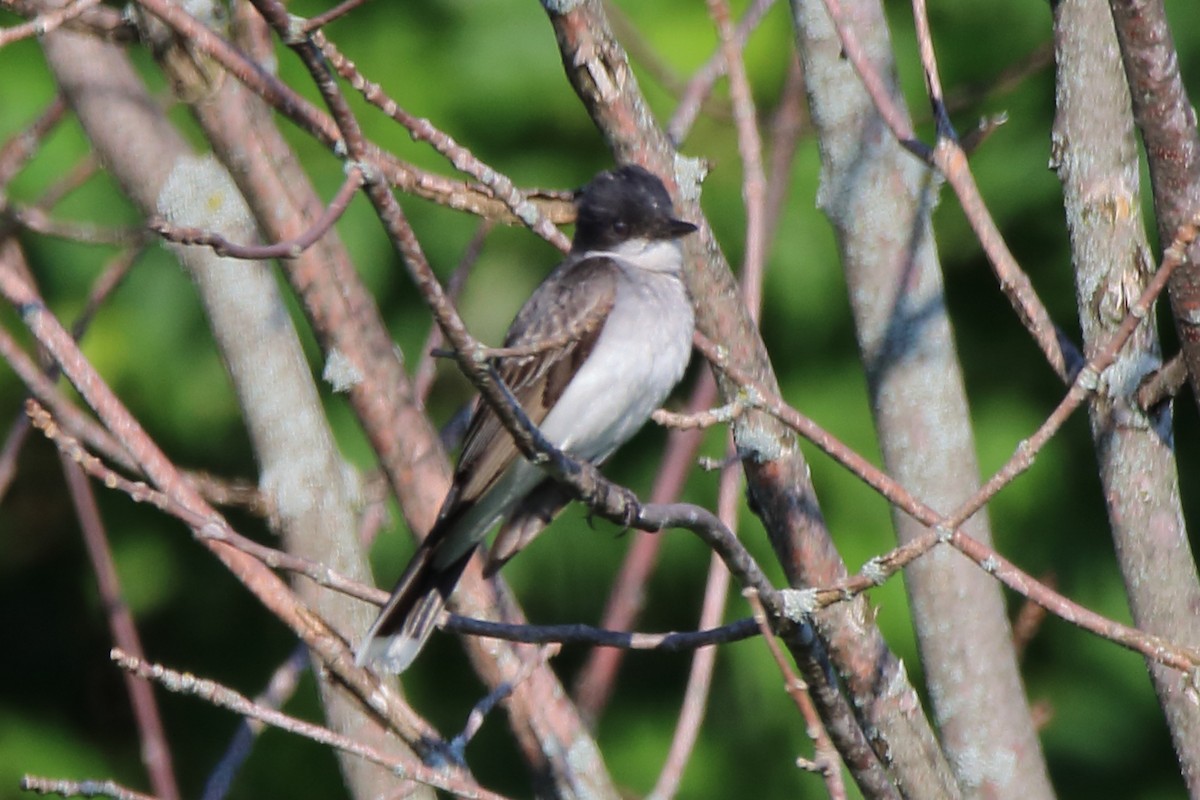 Eastern Kingbird - ML592035151