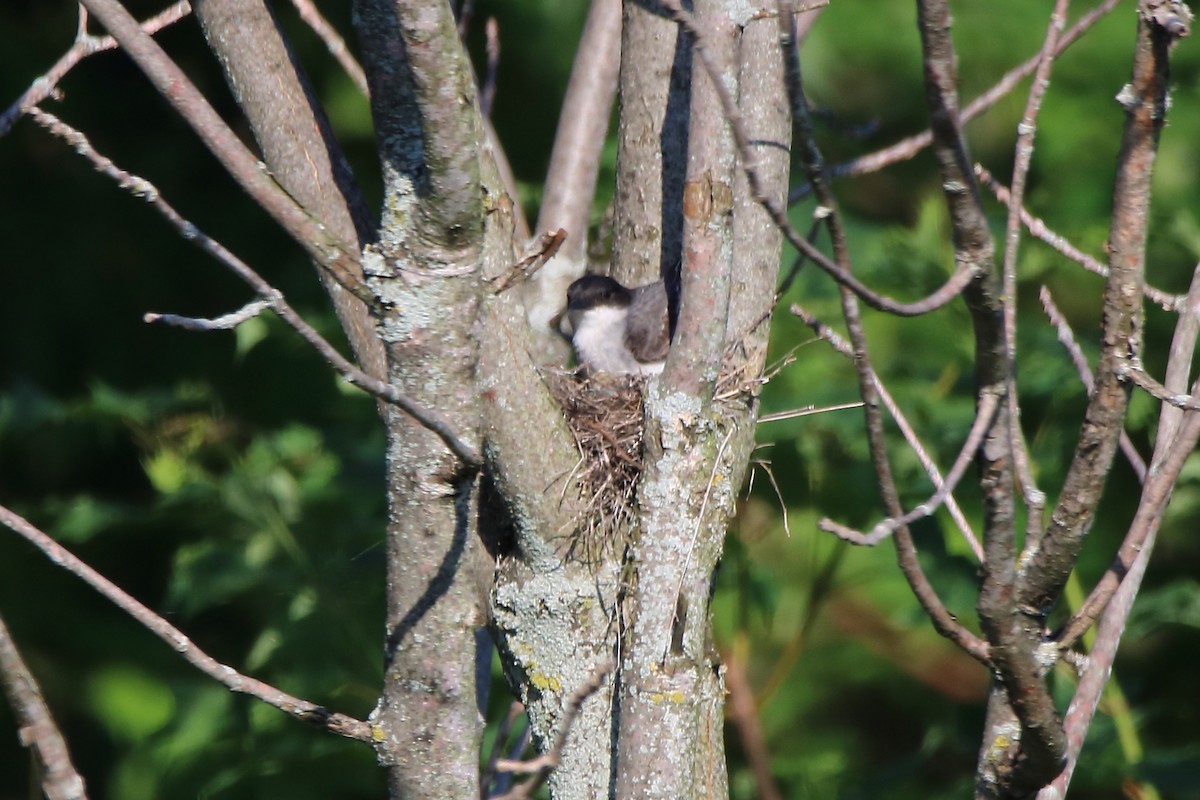 Eastern Kingbird - ML592035161