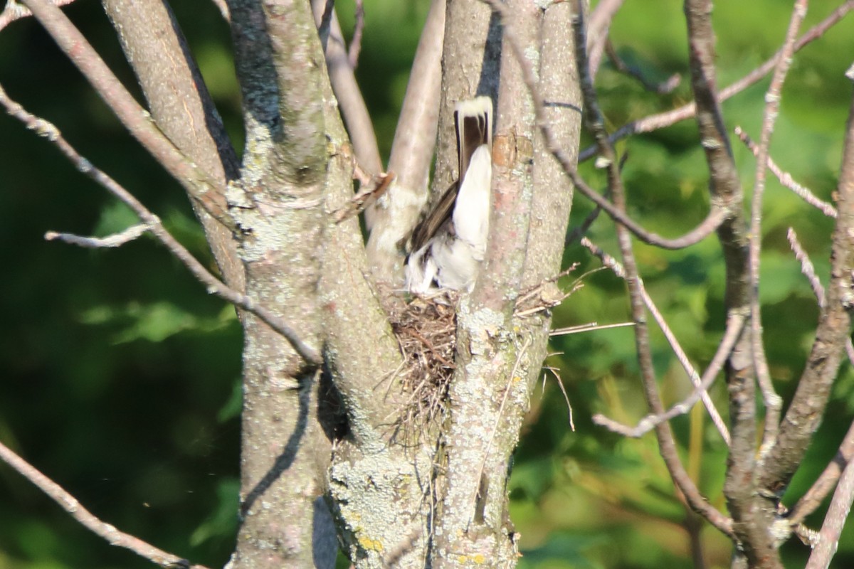 Eastern Kingbird - Dave Brown