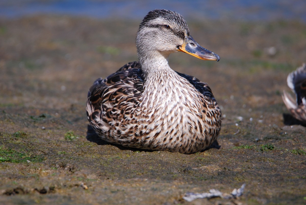 Mallard - Ralph Erickson