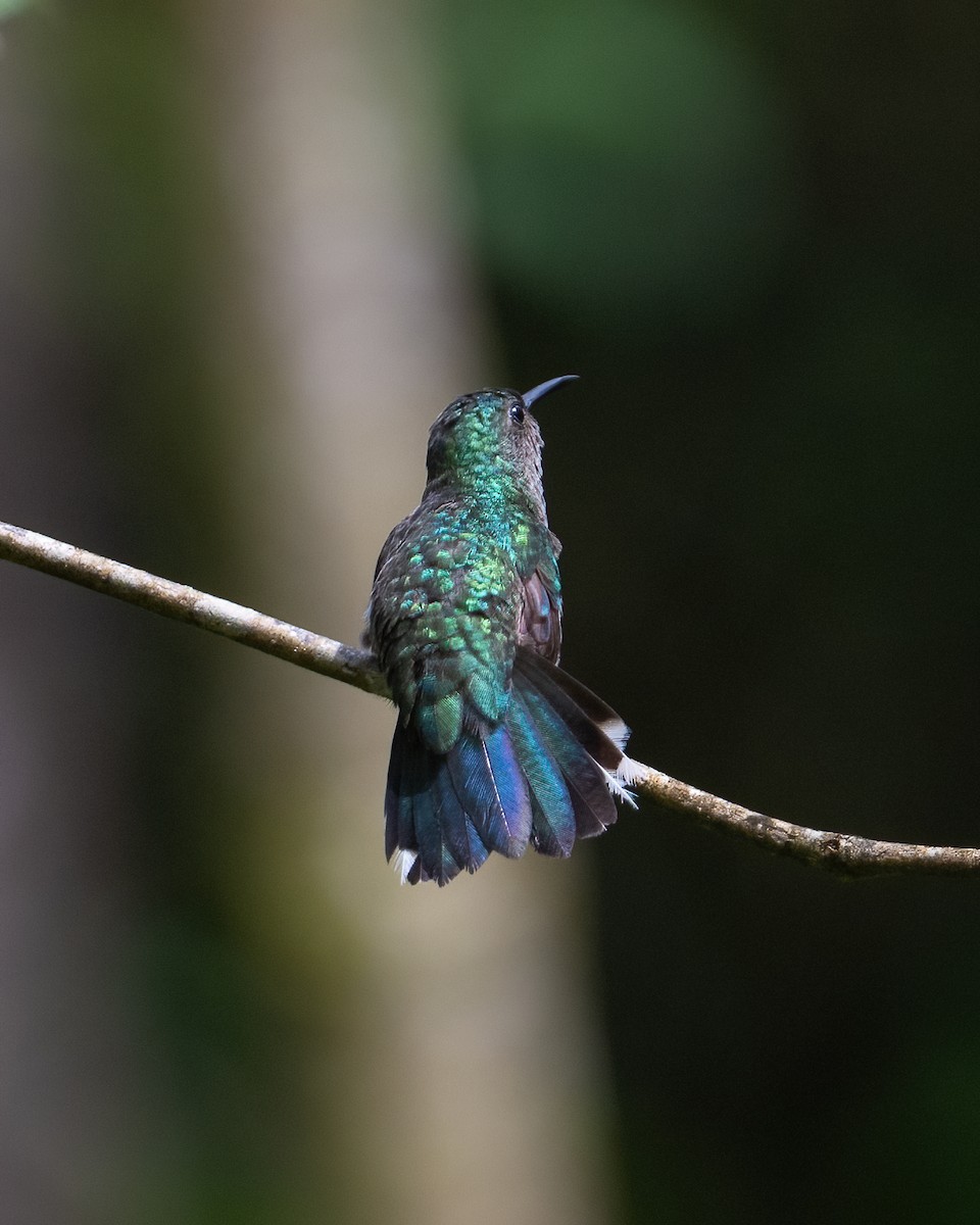 Scaly-breasted Hummingbird - ML592036331