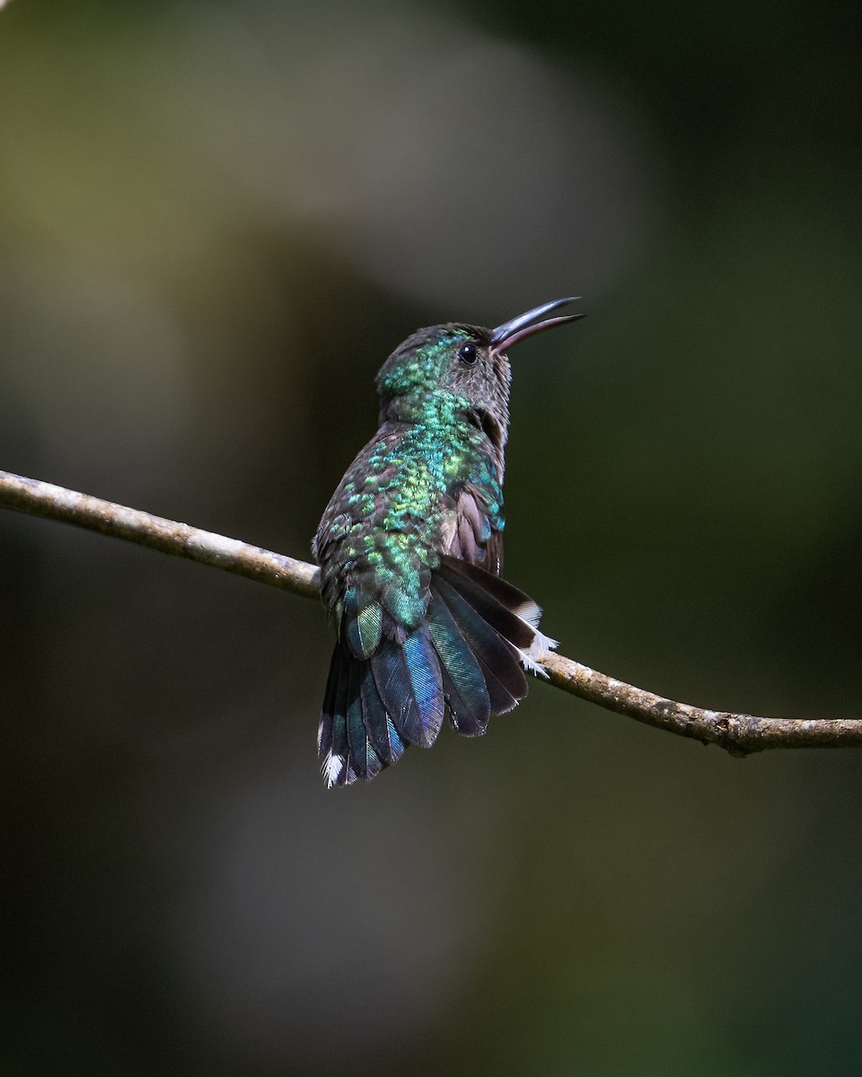 Scaly-breasted Hummingbird - ML592036341