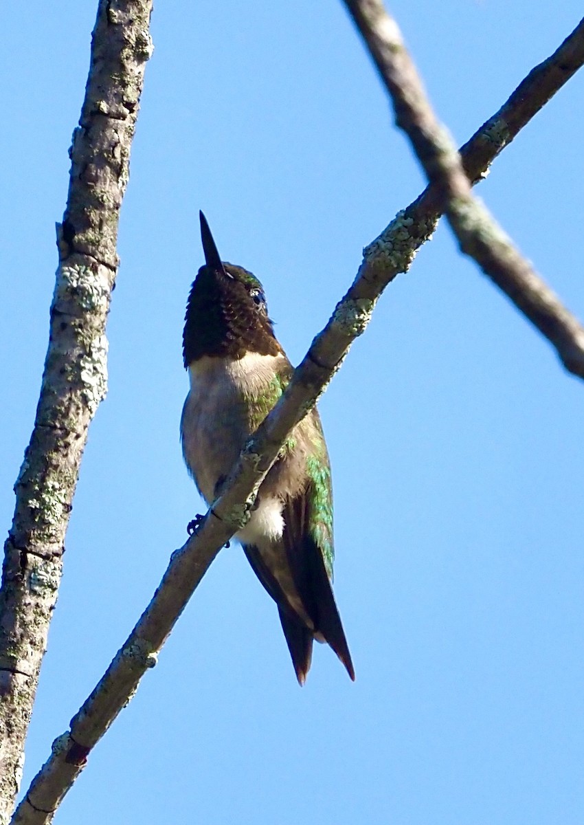 Ruby-throated Hummingbird - ML592036371