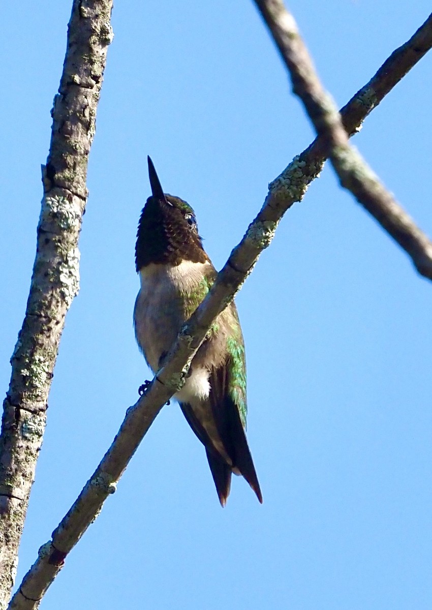 Yakut Boğazlı Kolibri - ML592036371