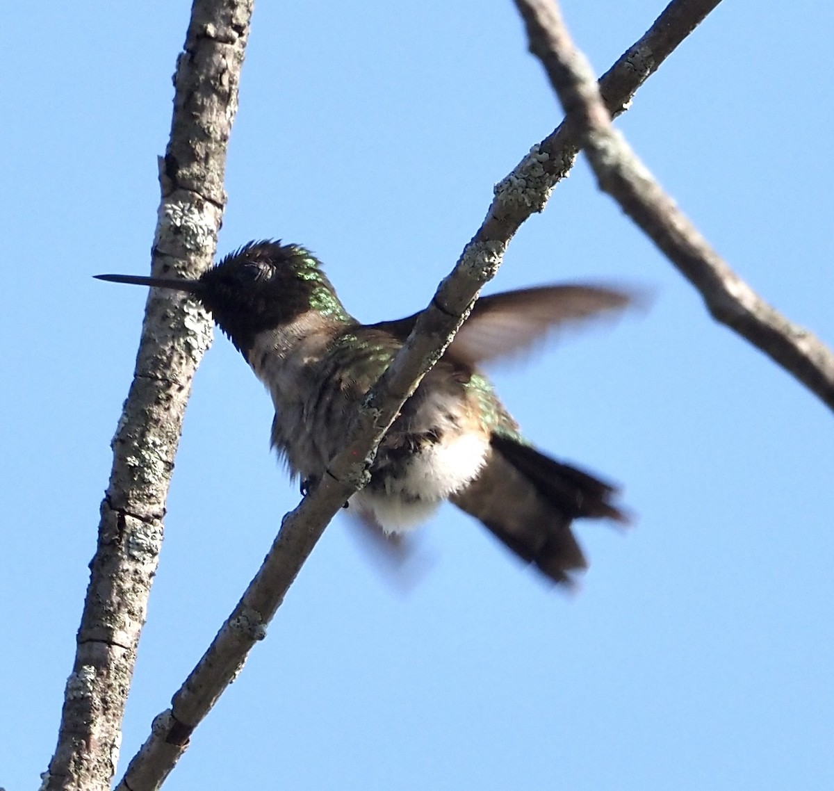 Ruby-throated Hummingbird - ML592036381