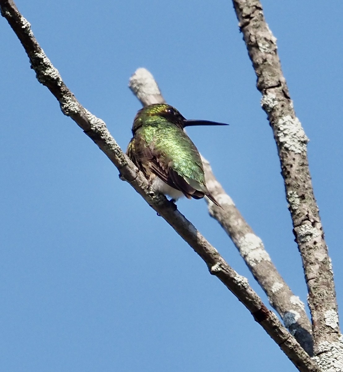 Ruby-throated Hummingbird - ML592036391
