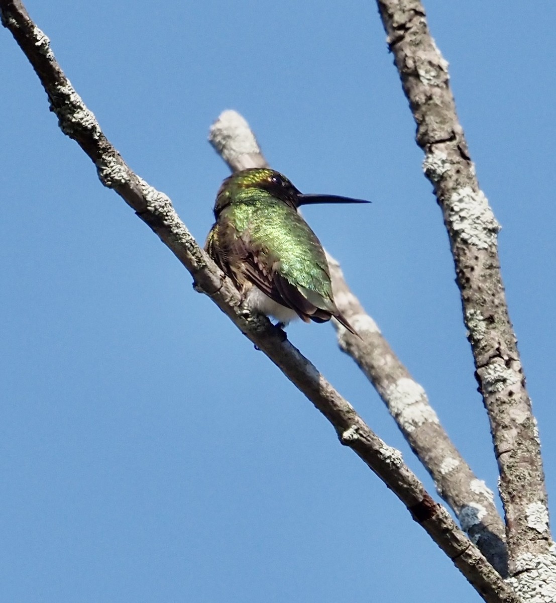 Yakut Boğazlı Kolibri - ML592036391