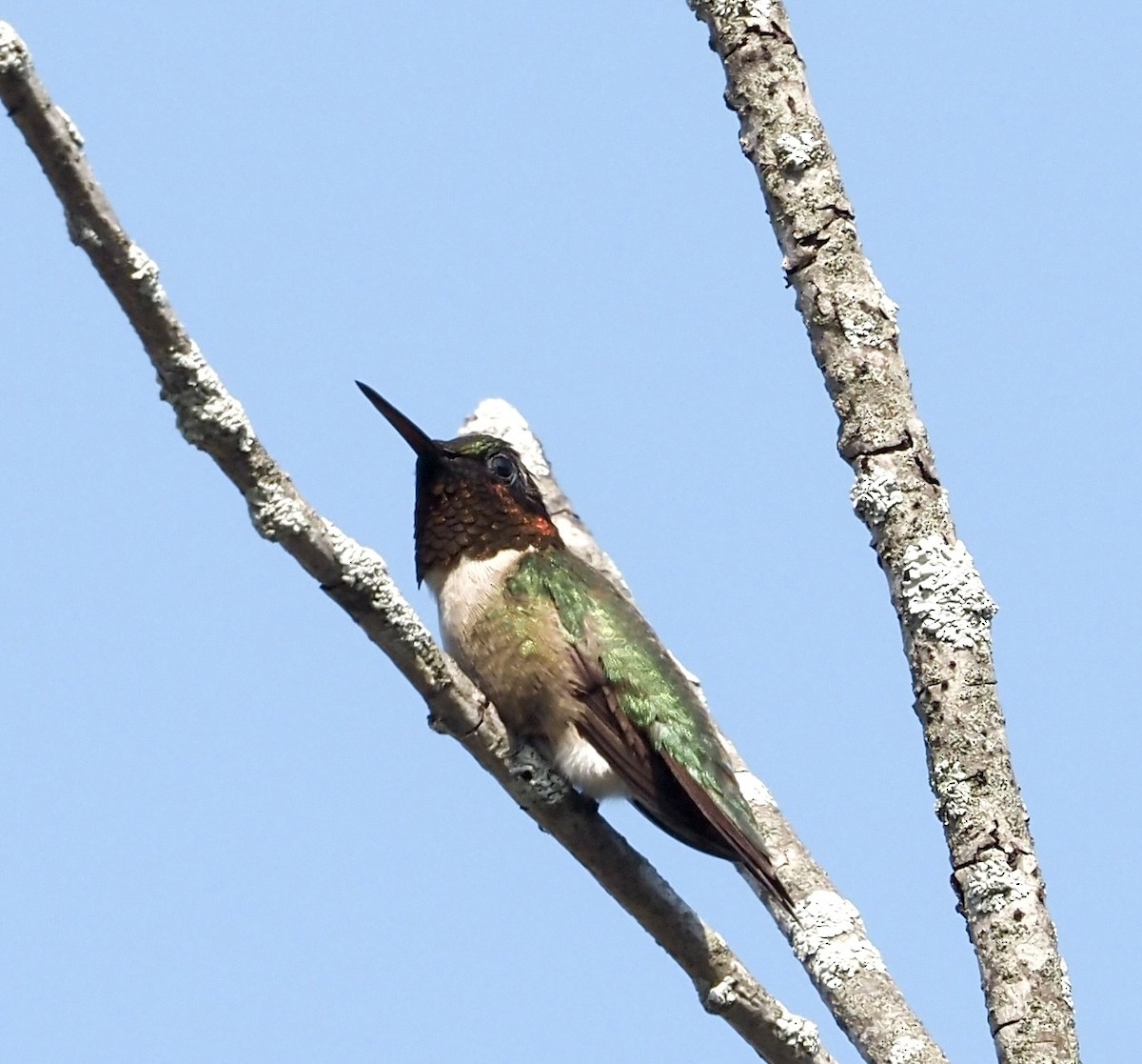 Ruby-throated Hummingbird - ML592036431