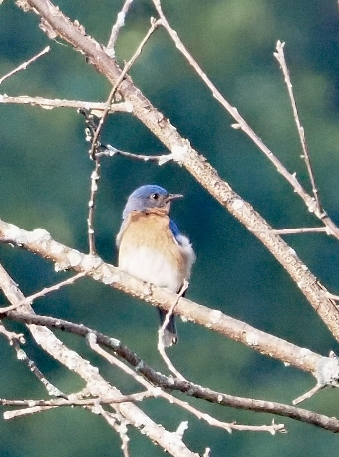 Eastern Bluebird - ML592036751