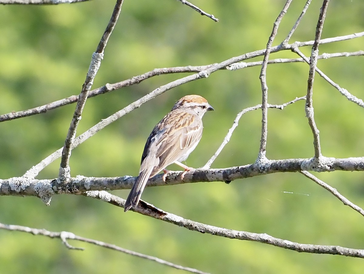 Chipping Sparrow - ML592036831