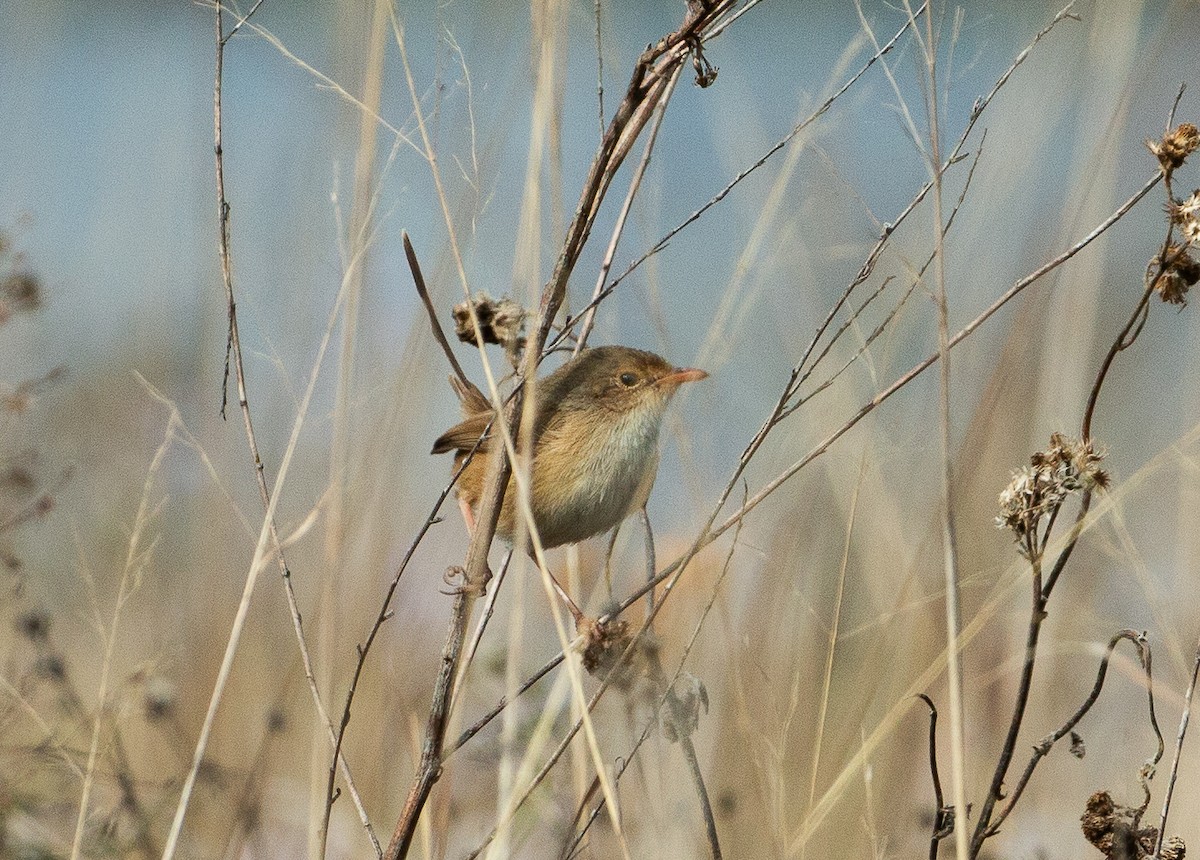 Red-backed Fairywren - Katherine Clark