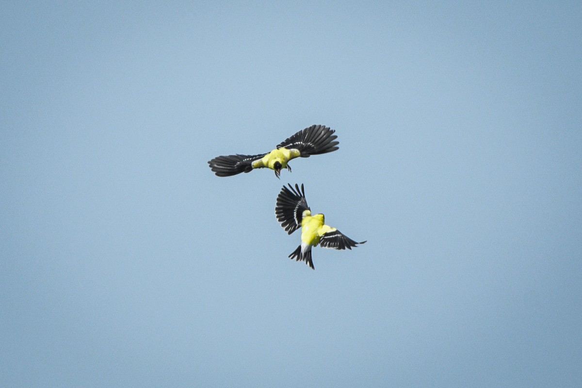 American Goldfinch - ML592037531