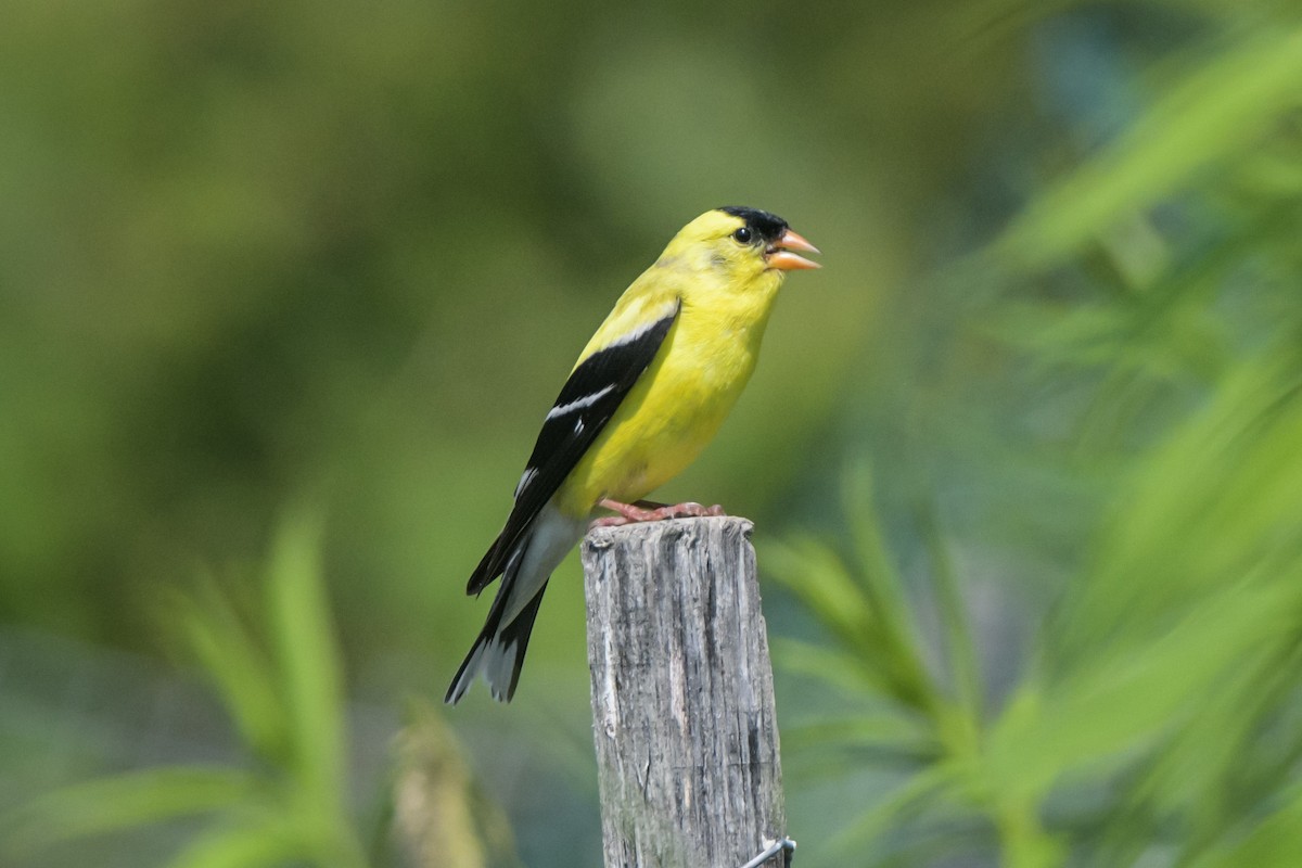 American Goldfinch - Sven F