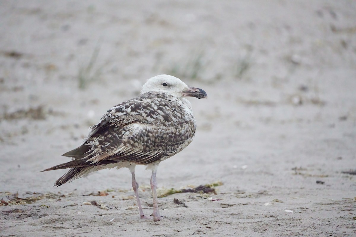 Great Black-backed Gull - ML592037961