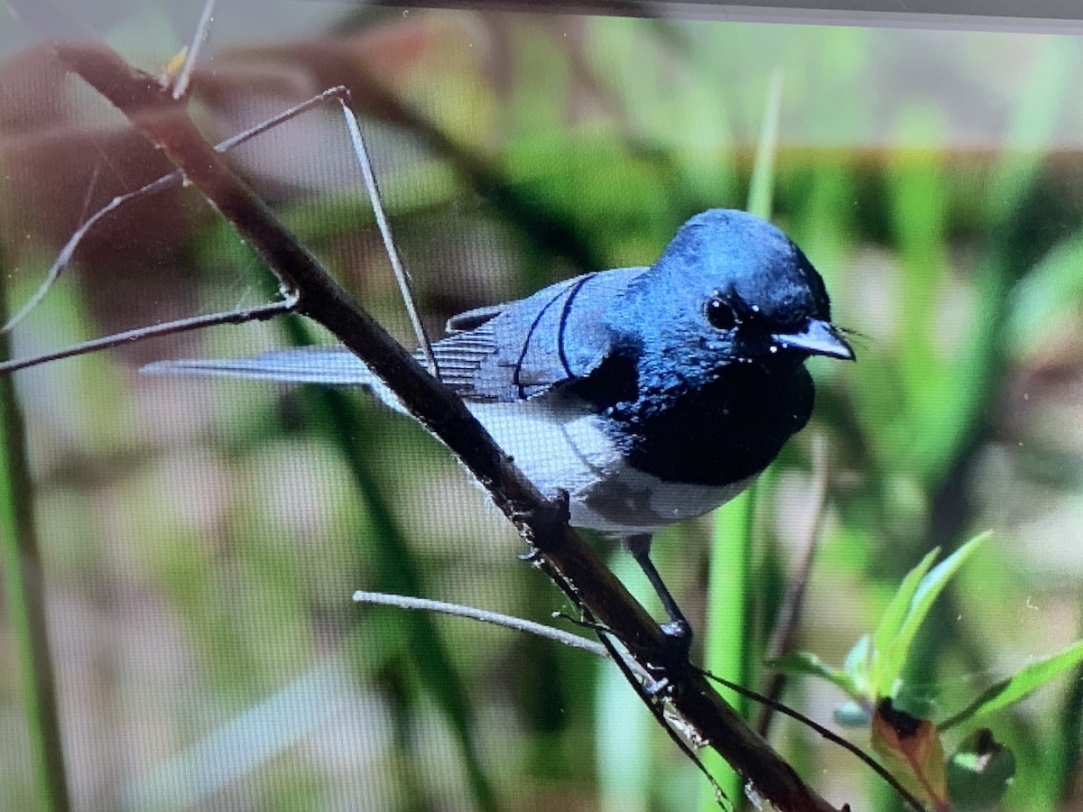 Satin Flycatcher - ML592038311