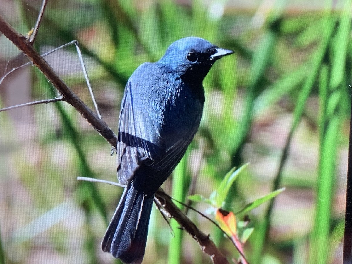 Satin Flycatcher - ML592038321